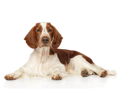 Red and white springer sales spaniel